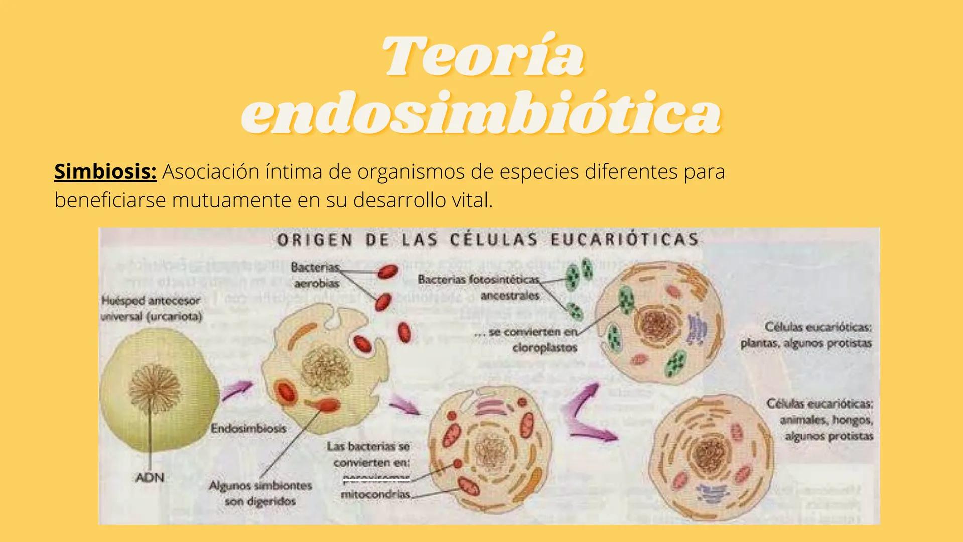 # LA CÉLULA Y VIRUS # ¿QUE SABEN
## DE LA
### CELULA? # La célula

*   La célula es el componente básico de todos los seres vivos.
*   Es la