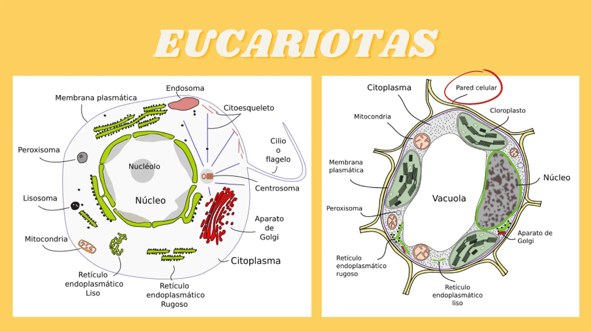 # LA CÉLULA Y VIRUS # ¿QUE SABEN
## DE LA
### CELULA? # La célula

*   La célula es el componente básico de todos los seres vivos.
*   Es la