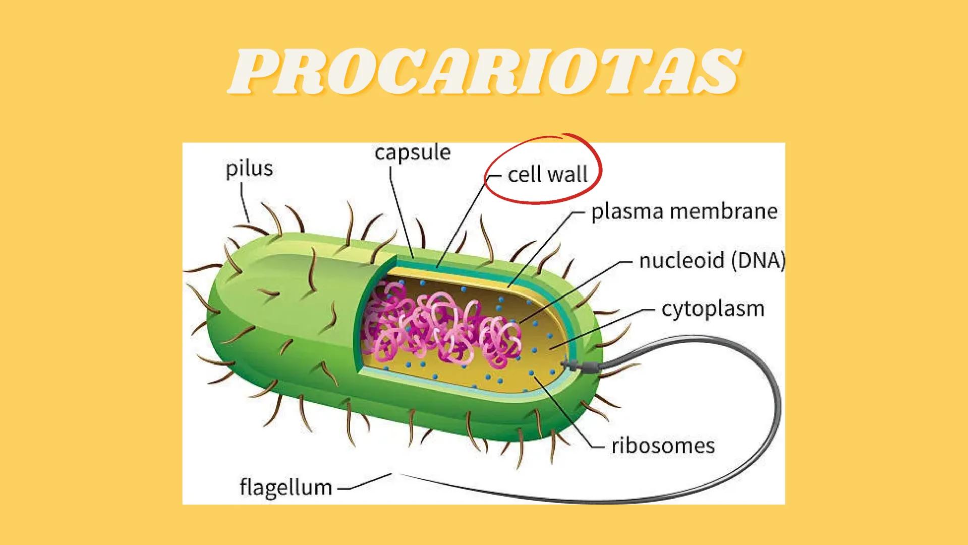 # LA CÉLULA Y VIRUS # ¿QUE SABEN
## DE LA
### CELULA? # La célula

*   La célula es el componente básico de todos los seres vivos.
*   Es la