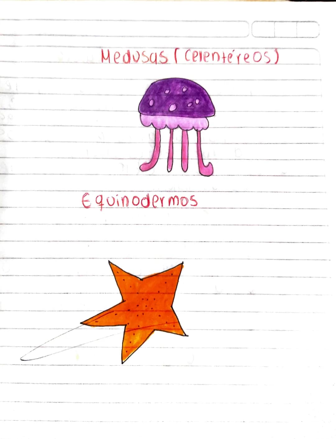 Dibujos de
Animales vertebrados
Mamiferos
peces Beptiles
Anfibios
Oo
00
Aves Dibujos de
Animales invertebrados
Artropodos
busanos
Espongas (
