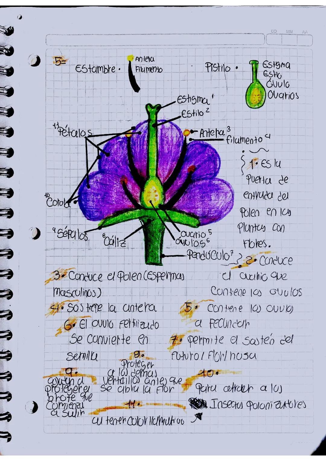 Partes de una flor