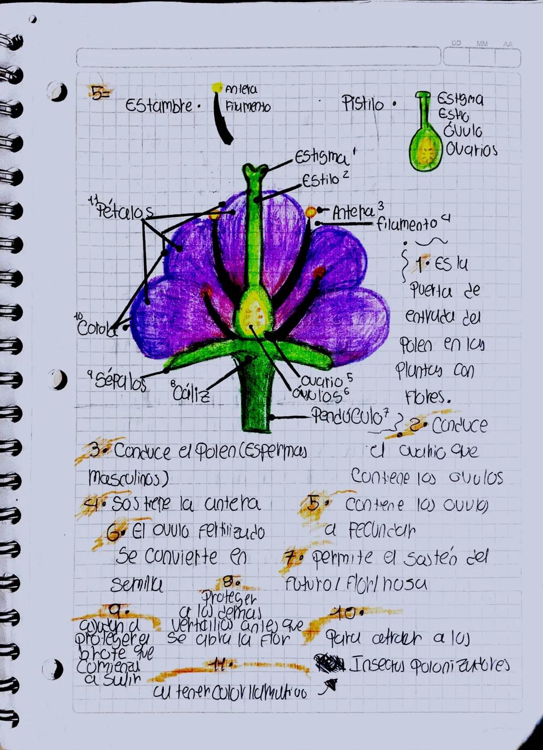 5
Antera
Estambre
Filamento
pétalos
Pistilo
•Estigma"
Estilo 2
Z
Antepa3
filamento
DD
MM AA
Estgma
Esto
Guulo
Ovarios
1. Es lu
Puerta de
10
