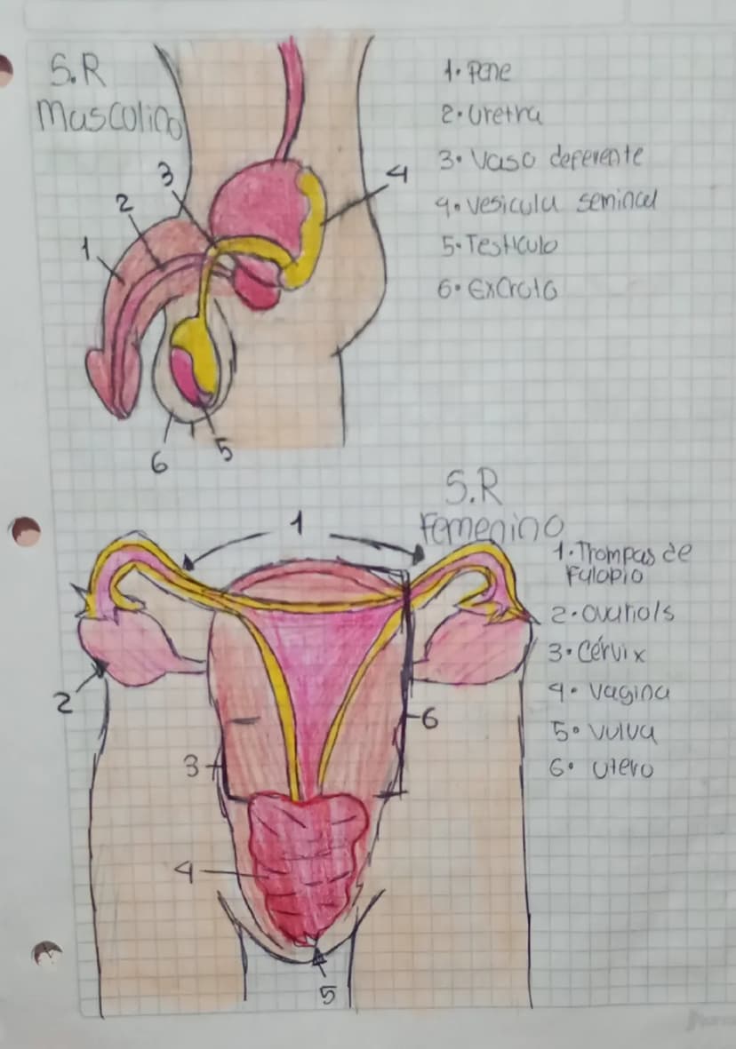 5.R
mascolico
2
3
4
1. Pane
2.Uretra
3. Vaso deferente
4. Vesiculu semincel
5. Testiculo
6. ExCroto
6
5
5.R
Femenino
1. Trompas de
2
-6
3
45