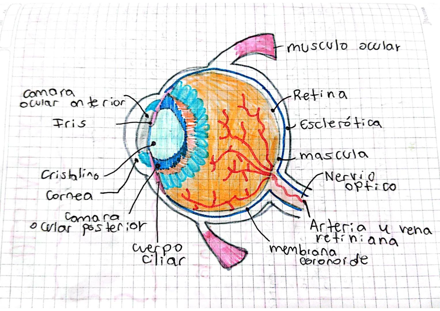 # SENTIDO DE LA VISTA

Compuesto
Fotoric se ptore for
sensibles
onesia luzs

El ojo es capas de
dectectar cambios de
luz y transformarlos.
e