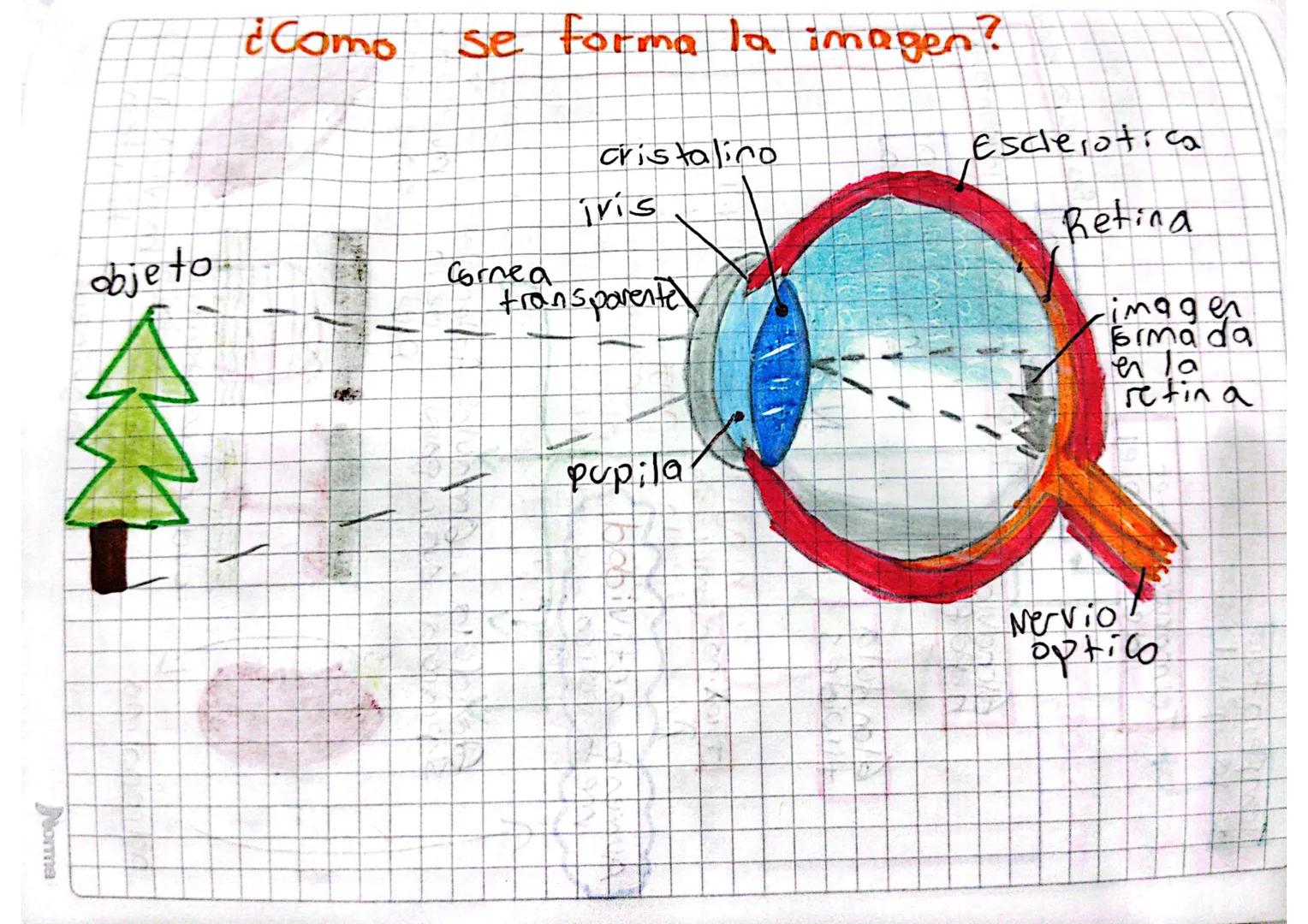 # SENTIDO DE LA VISTA

Compuesto
Fotoric se ptore for
sensibles
onesia luzs

El ojo es capas de
dectectar cambios de
luz y transformarlos.
e