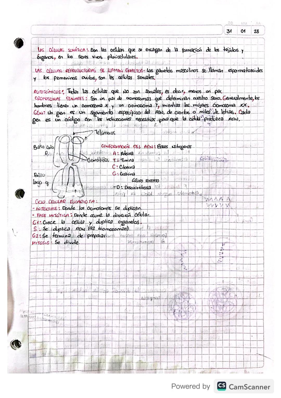 DO
MM
AA
31
01
23
LAS CÉLULAS SOMÁTICA: Son las celulas que se encargan de la formación de los tejidos y
órganos, en los seres vivos plurice