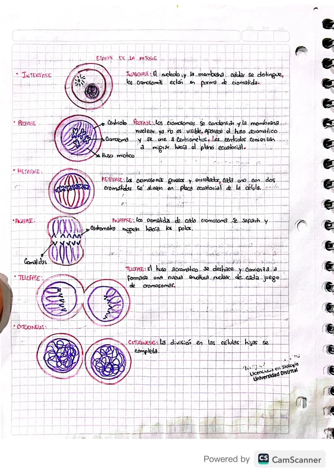 DO
MM
AA
31
01
23
LAS CÉLULAS SOMÁTICA: Son las celulas que se encargan de la formación de los tejidos y
órganos, en los seres vivos plurice