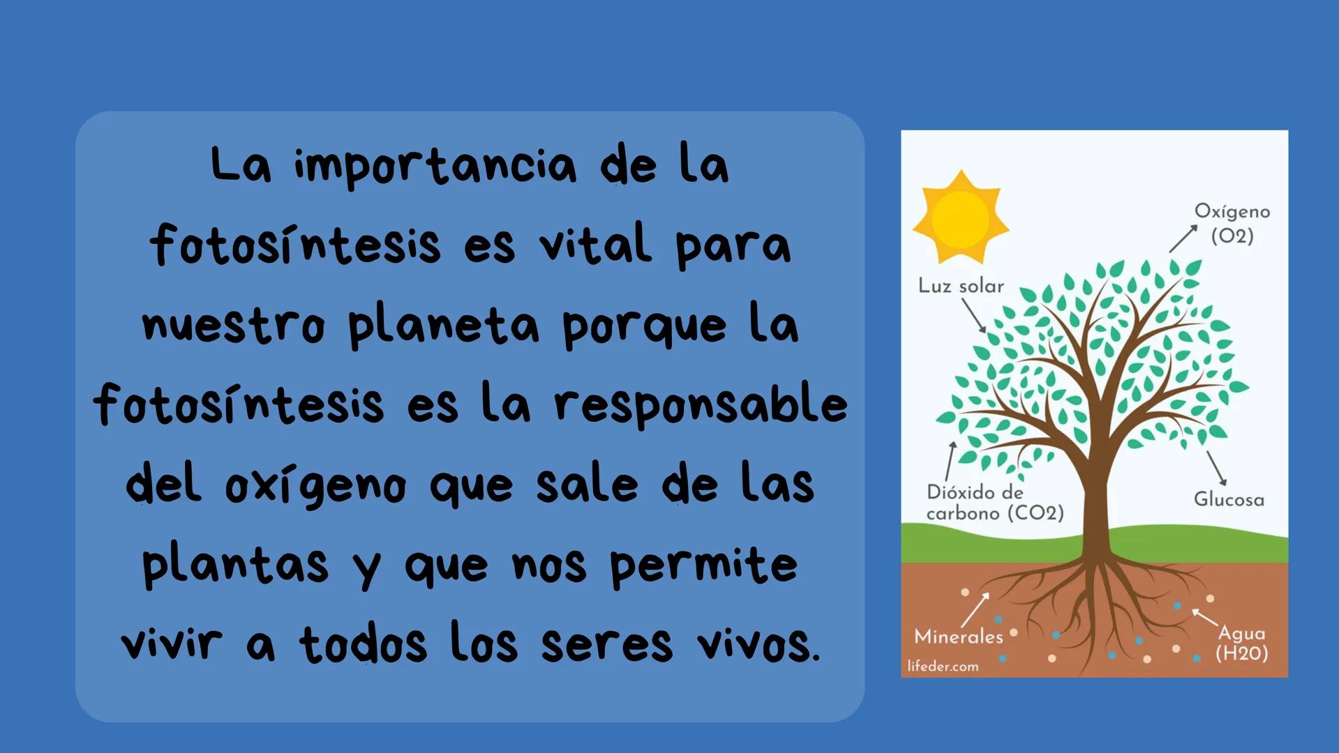 Fotosíntesis Que es?

Proceso químico que se
produce en las plantas, las
algas y algunos tipos de
bacterias cuando se exponen
a la luz del s