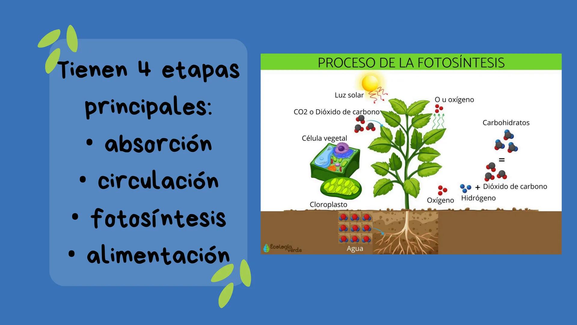 Fotosíntesis Que es?

Proceso químico que se
produce en las plantas, las
algas y algunos tipos de
bacterias cuando se exponen
a la luz del s