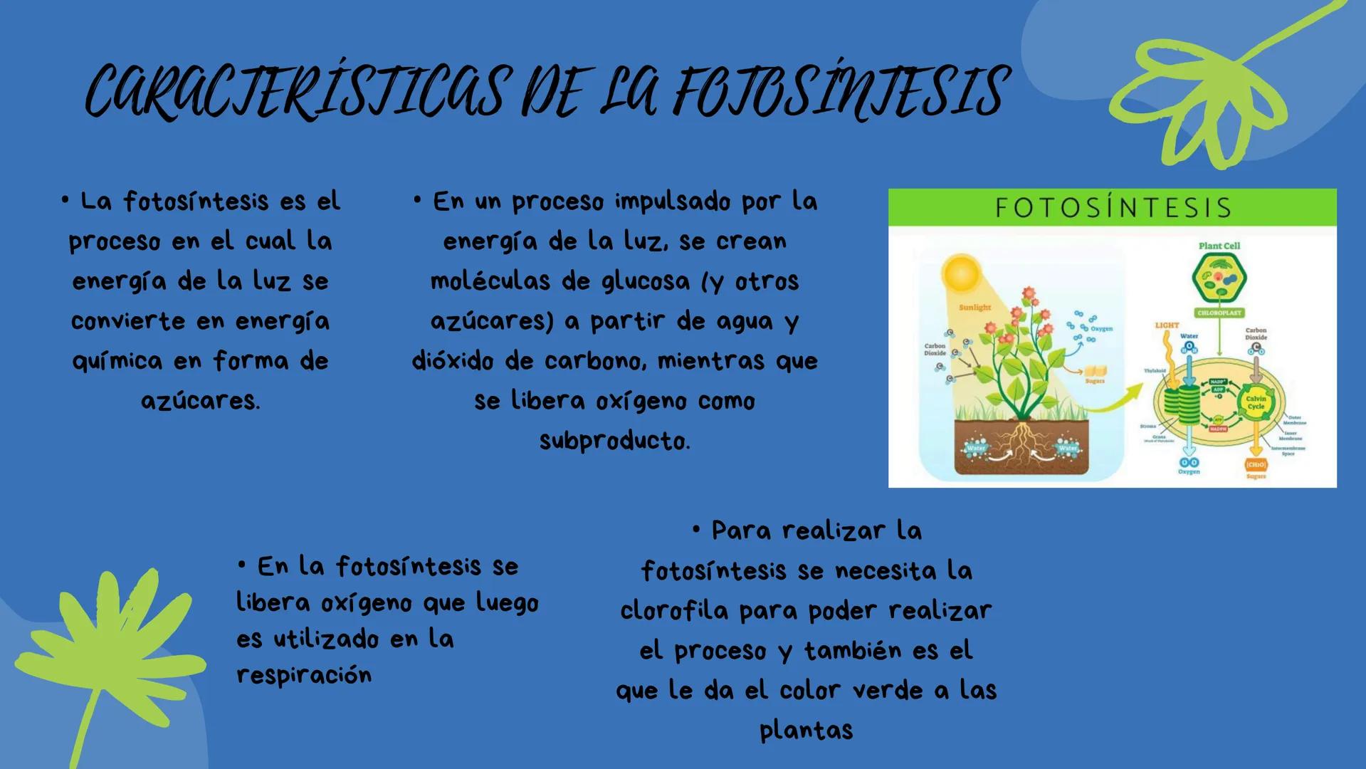Fotosíntesis Que es?

Proceso químico que se
produce en las plantas, las
algas y algunos tipos de
bacterias cuando se exponen
a la luz del s