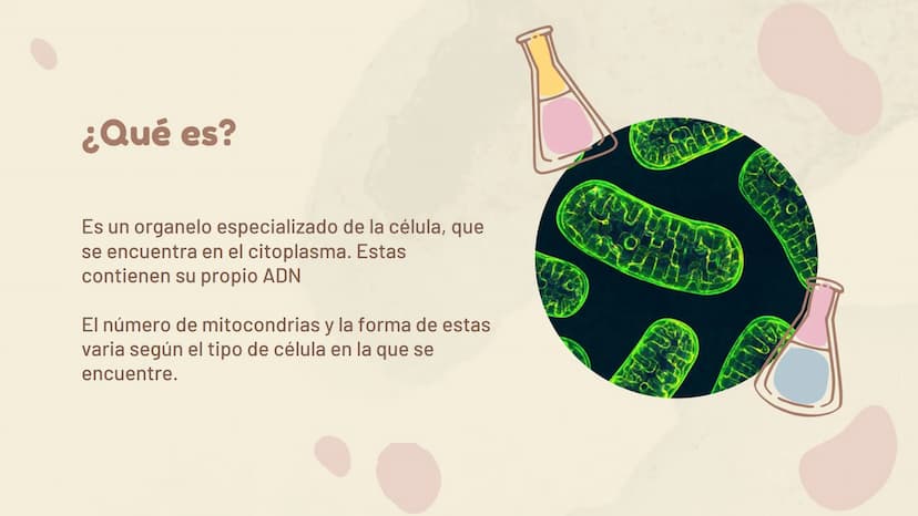 πΣ=3,141592
La Mitocondria ¿Qué es?
Es un organelo especializado de la célula, que
se encuentra en el citoplasma. Estas
contienen su propio 