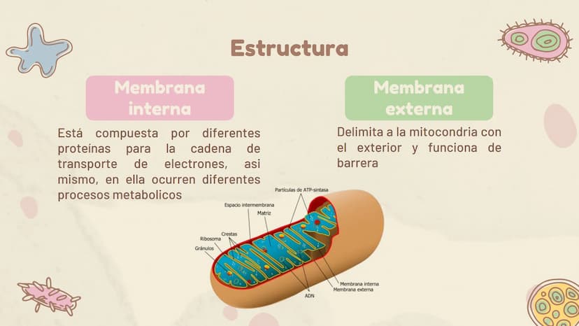 πΣ=3,141592
La Mitocondria ¿Qué es?
Es un organelo especializado de la célula, que
se encuentra en el citoplasma. Estas
contienen su propio 