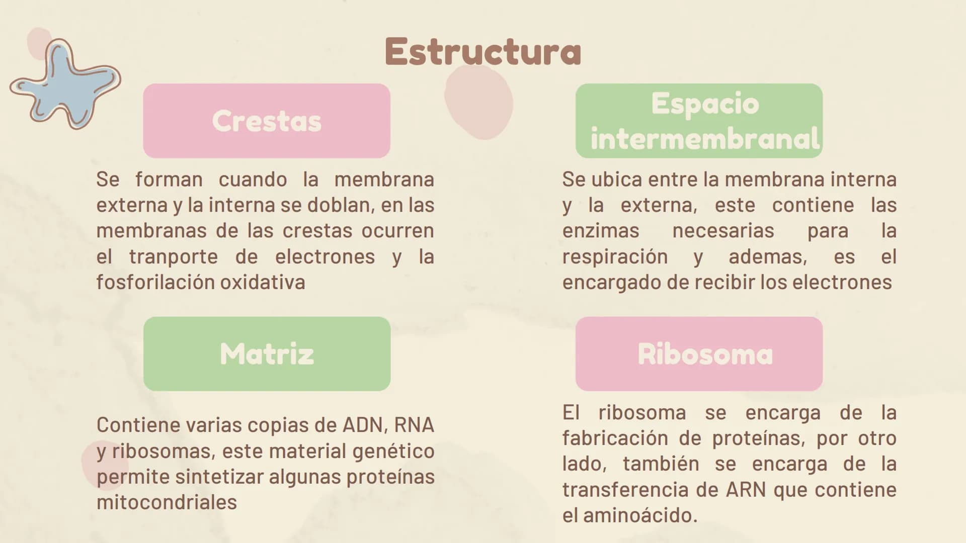 πΣ=3,141592
La Mitocondria ¿Qué es?
Es un organelo especializado de la célula, que
se encuentra en el citoplasma. Estas
contienen su propio 