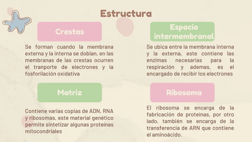 πΣ=3,141592
La Mitocondria ¿Qué es?
Es un organelo especializado de la célula, que
se encuentra en el citoplasma. Estas
contienen su propio 