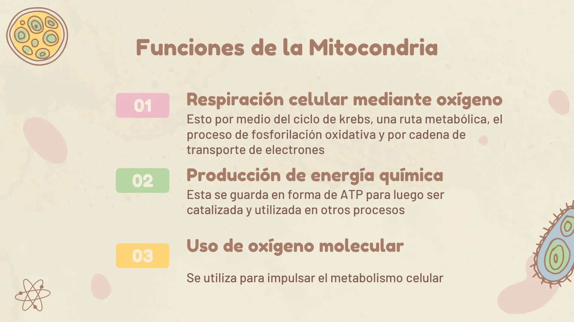 πΣ=3,141592
La Mitocondria ¿Qué es?
Es un organelo especializado de la célula, que
se encuentra en el citoplasma. Estas
contienen su propio 