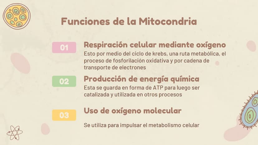 πΣ=3,141592
La Mitocondria ¿Qué es?
Es un organelo especializado de la célula, que
se encuentra en el citoplasma. Estas
contienen su propio 