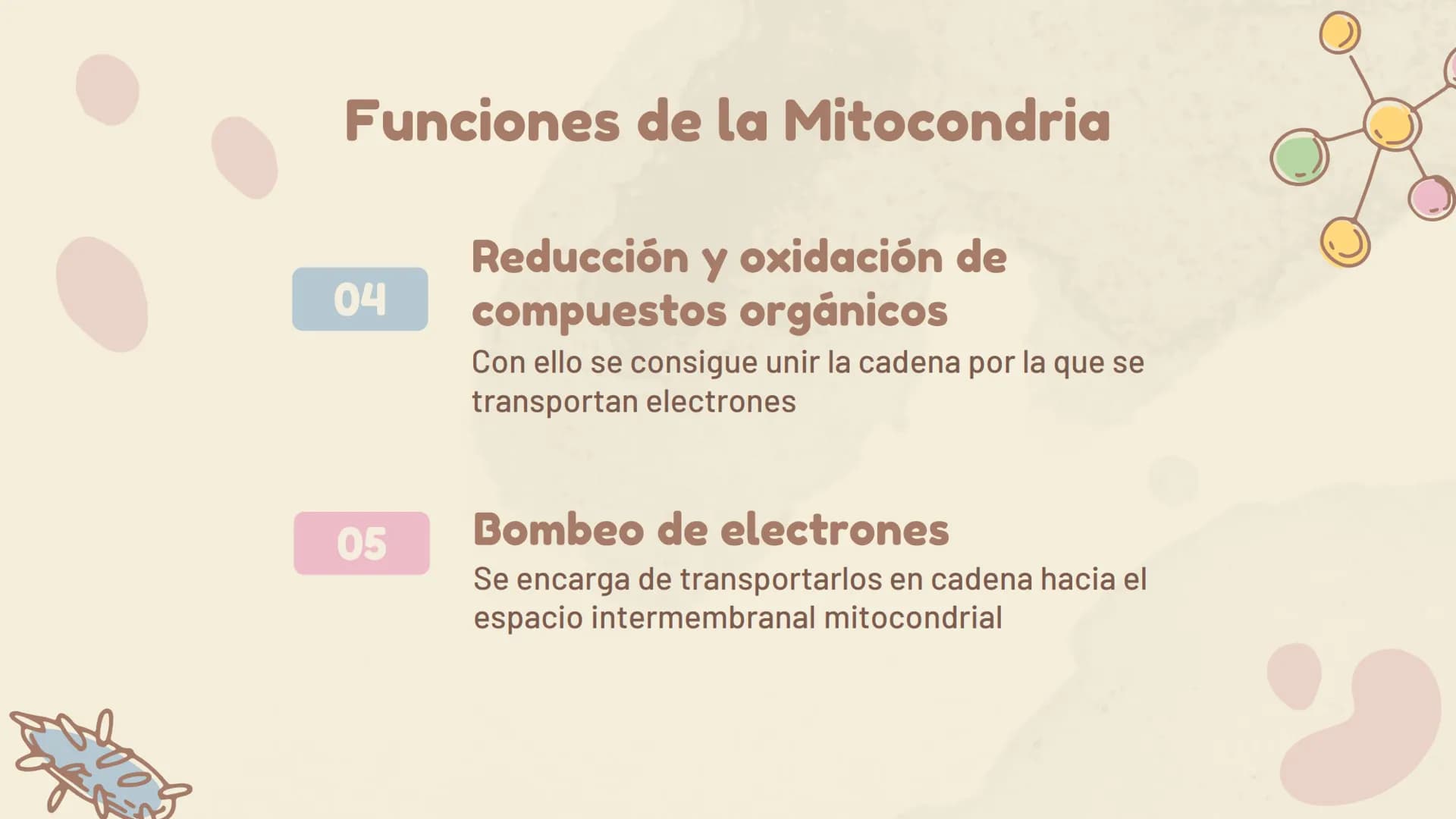 πΣ=3,141592
La Mitocondria ¿Qué es?
Es un organelo especializado de la célula, que
se encuentra en el citoplasma. Estas
contienen su propio 