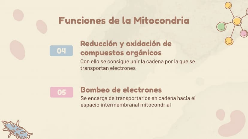 πΣ=3,141592
La Mitocondria ¿Qué es?
Es un organelo especializado de la célula, que
se encuentra en el citoplasma. Estas
contienen su propio 