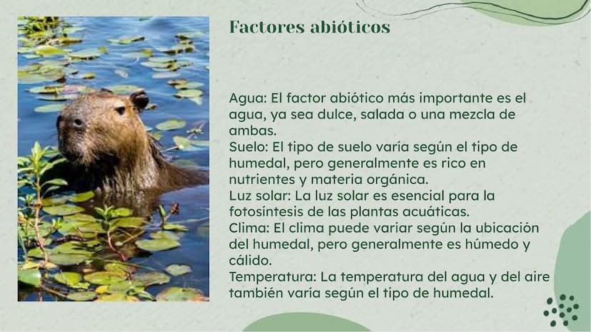 Importancia de los
Humedales en Colombia Definición de Humedales
Los humedales son áreas de tierra inundada de
forma permanente o temporal, 