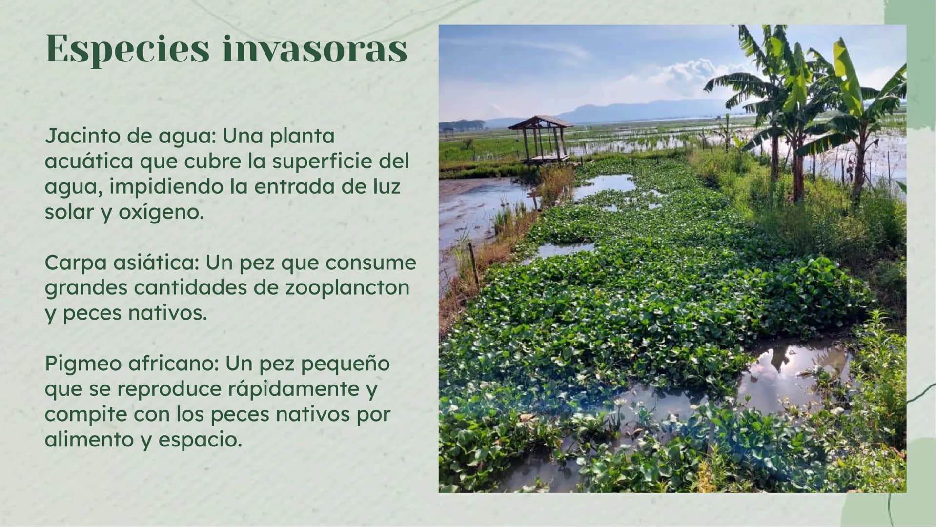 Importancia de los
Humedales en Colombia Definición de Humedales
Los humedales son áreas de tierra inundada de
forma permanente o temporal, 