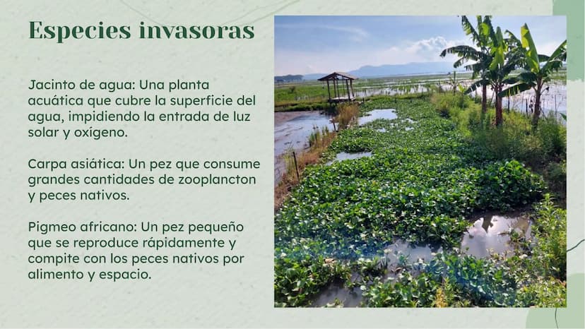 Importancia de los
Humedales en Colombia Definición de Humedales
Los humedales son áreas de tierra inundada de
forma permanente o temporal, 