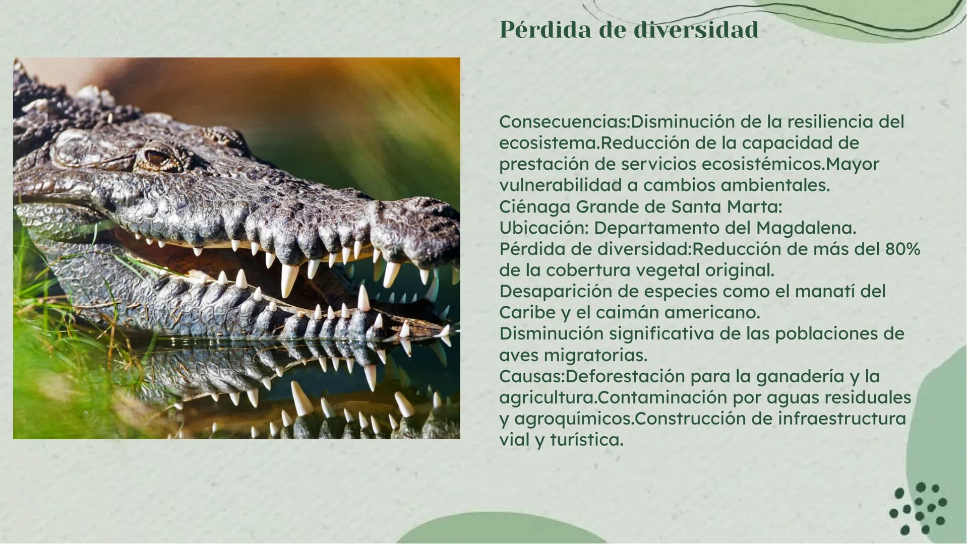 Importancia de los
Humedales en Colombia Definición de Humedales
Los humedales son áreas de tierra inundada de
forma permanente o temporal, 
