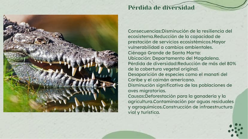 Importancia de los
Humedales en Colombia Definición de Humedales
Los humedales son áreas de tierra inundada de
forma permanente o temporal, 