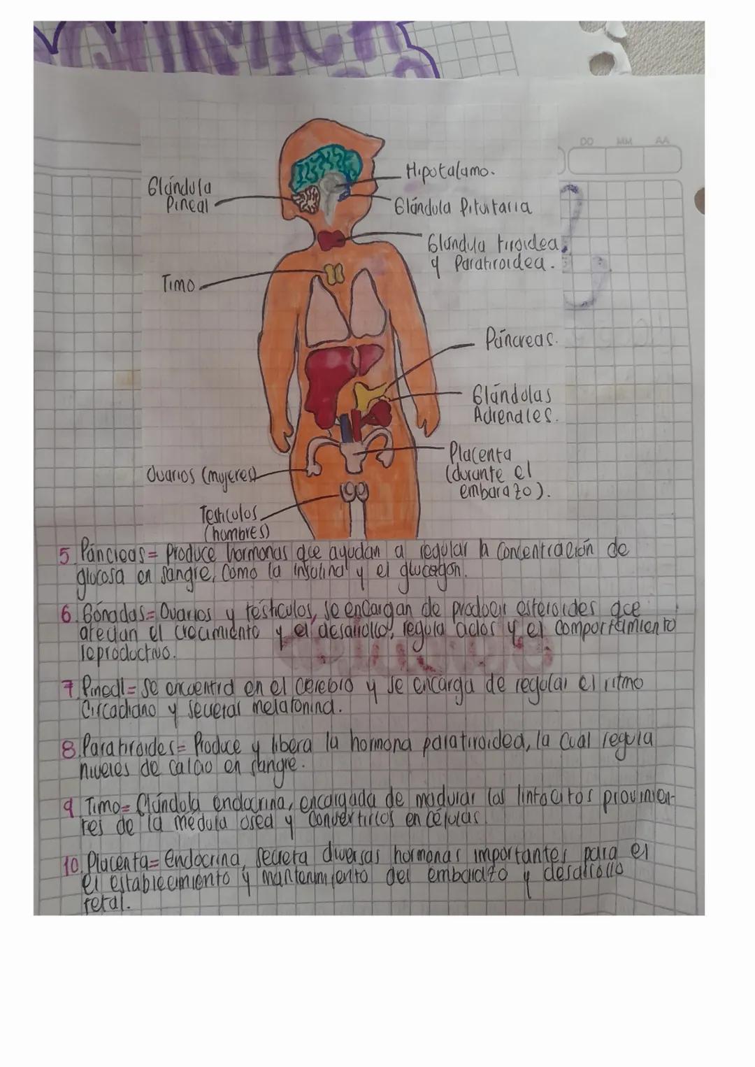 SISTEMA
¿Qué es?
Ee un Conjunto de glandulas que se encargan de producir y liberar
homonas Jal torrente sanguineo, Siendo Usu principal Func