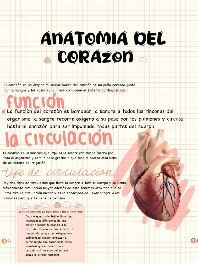 ANATOMIA DEL
CORAZON
El corazón es un órgano muscular hueco del tamaño de un puño cerrado junto
con la sangre y los vasos sanguíneos compone