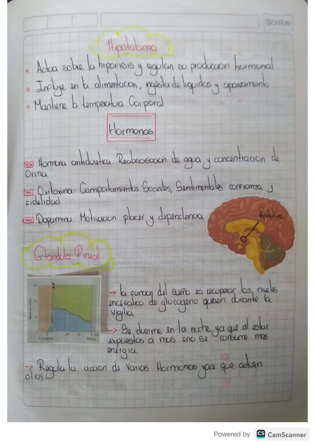 Scribe
0
# Hipotalamo
*   Actua sobre la hipofisis y regulan su produccion hormonal
*   Ineliye en la alimentacon, ngestu de liquides y apar