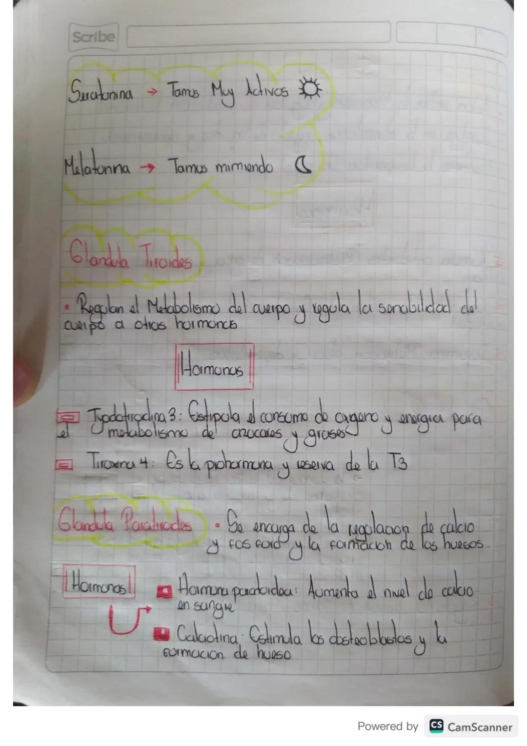 Scribe
0
# Hipotalamo
*   Actua sobre la hipofisis y regulan su produccion hormonal
*   Ineliye en la alimentacon, ngestu de liquides y apar