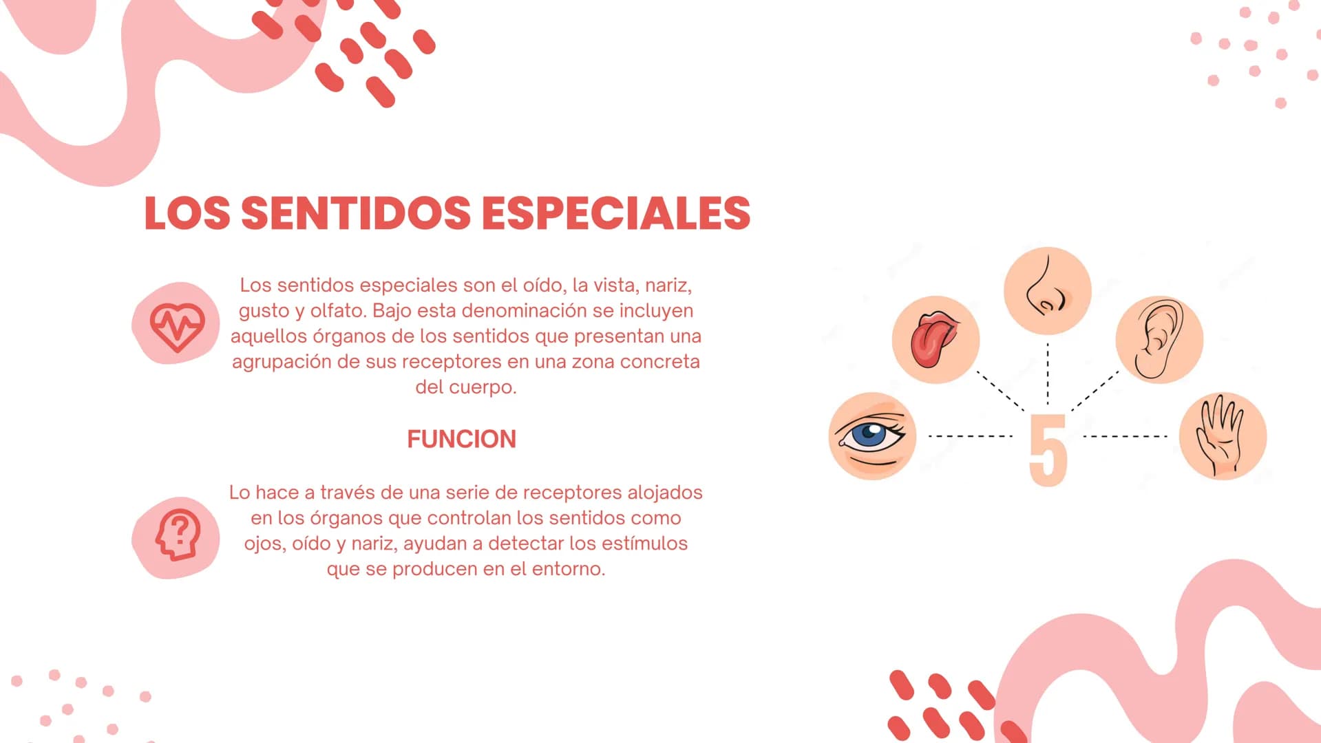 LOS SENTIDOS
ESPECIALES
La salud de los sistemas sensoriales
04/08/2023 LOS SENTIDOS ESPECIALES
?
Los sentidos especiales son el oído, la vi