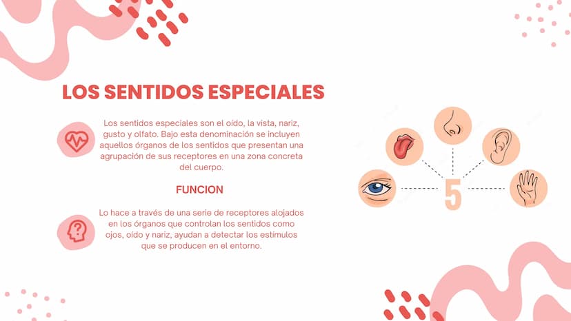 LOS SENTIDOS
ESPECIALES
La salud de los sistemas sensoriales
04/08/2023 LOS SENTIDOS ESPECIALES
?
Los sentidos especiales son el oído, la vi