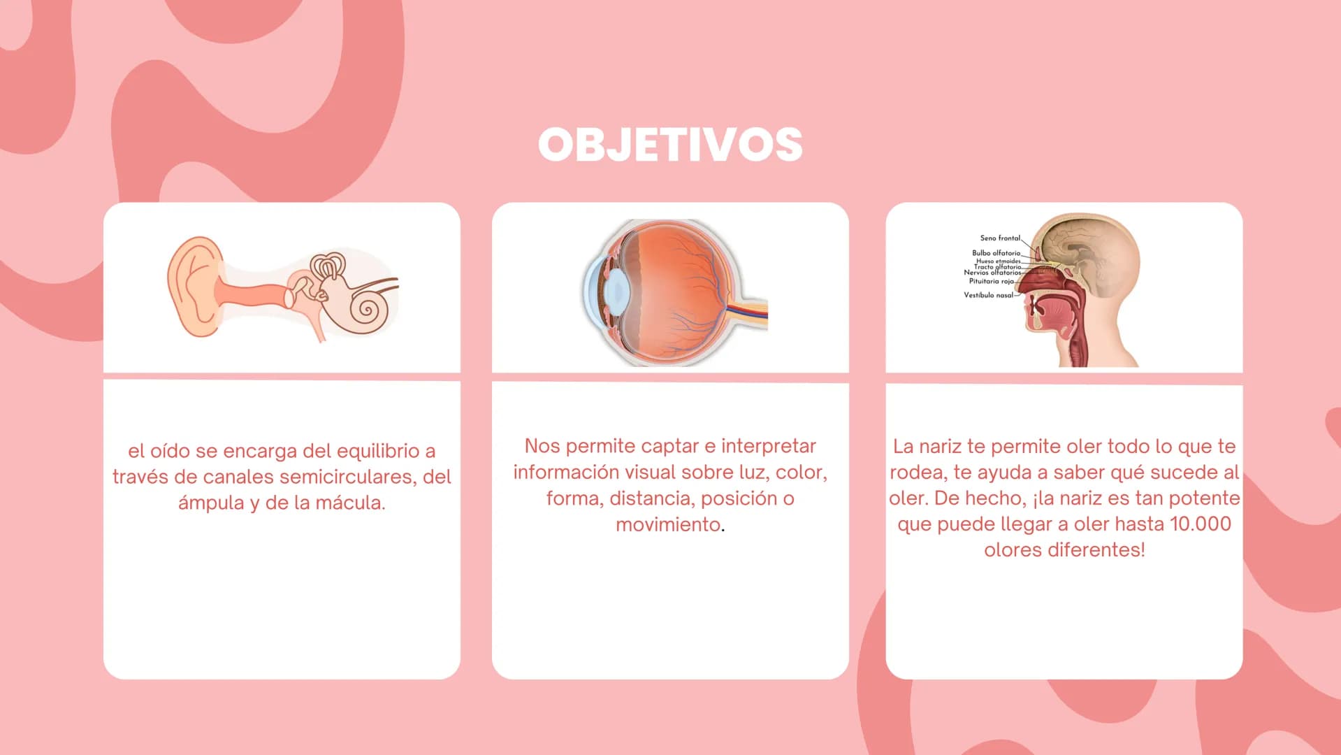 LOS SENTIDOS
ESPECIALES
La salud de los sistemas sensoriales
04/08/2023 LOS SENTIDOS ESPECIALES
?
Los sentidos especiales son el oído, la vi