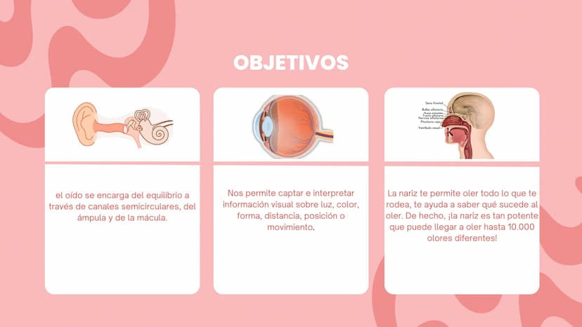LOS SENTIDOS
ESPECIALES
La salud de los sistemas sensoriales
04/08/2023 LOS SENTIDOS ESPECIALES
?
Los sentidos especiales son el oído, la vi