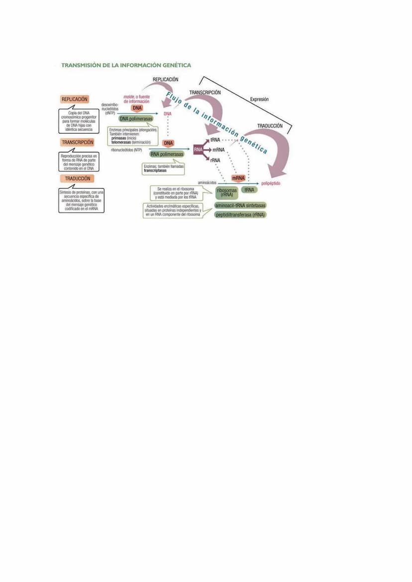 ACIDOS NUCLEICOS.
Los ácidos nucleicos son un tipo importante de macromoléculas presentes en todas
las células y virus. Las funciones de los