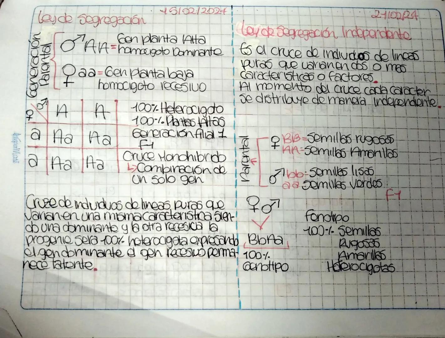 Cayos de Mondel
Los factores o características
heredables
75/02/2004
Gam-gen forma de la semilla
Alelo=Lisa o rugosa
Cones
Cada célula samá-