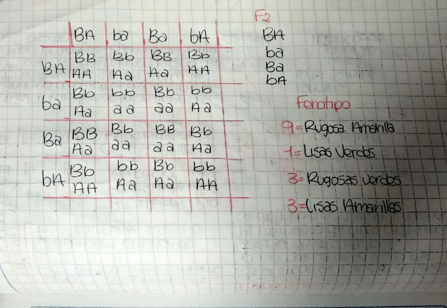 Cayos de Mondel
Los factores o características
heredables
75/02/2004
Gam-gen forma de la semilla
Alelo=Lisa o rugosa
Cones
Cada célula samá-