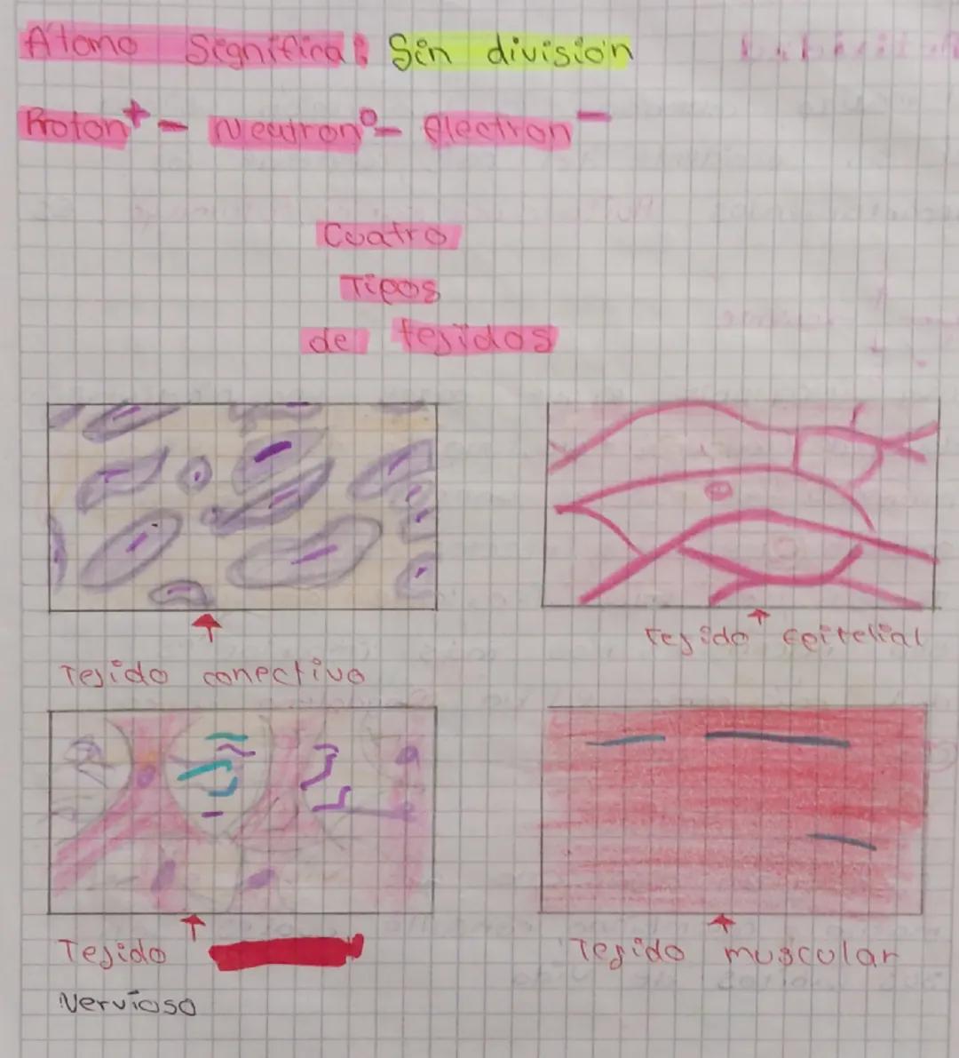 Atomo Segnifica. Sin division

Protont Neutron Electron

Cuatro

de tejidos

tejido epitelial

Tejido conectivo

Tejido

Tegido muscular

Ve