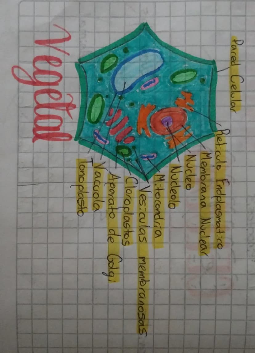 # Vegetal

Pared Celular

Retículo Endoplasmático

Membrana Nuclear

Núcleo

Nucléolo

Mitocondria

Vesículas membranosas

 Cloroplastos

Ap