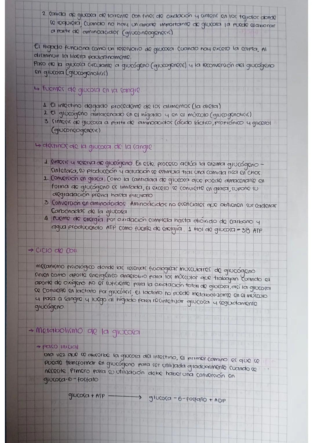 Fuentes de glucosa en la sangre y ciclo cori