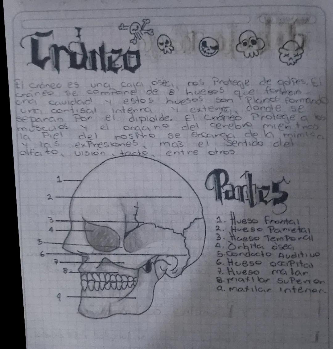 Anatomía del rostro.