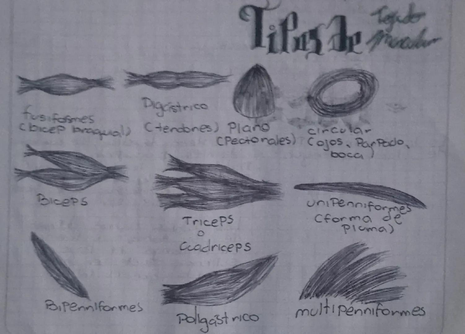 # Cráneo
El cráneo es una caja ósea que nos Protege de golpes. El cráneo se compone de 8 huesos que forman una cavidad y estos huesos son Pl