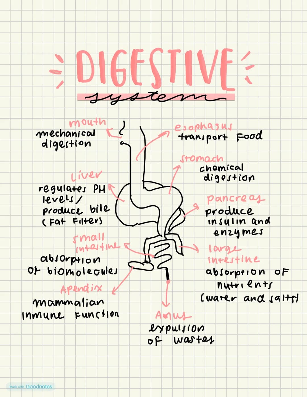 DIGESTIVE
m
system
mouth
mechanical
digestion
Liver
regulates PH
levels
produce bile
(Fat Filters
small
Intestine
absorption
of biomolecules