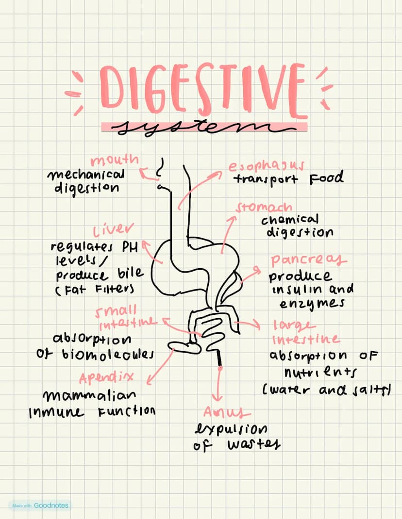 DIGESTIVE
m
system
mouth
mechanical
digestion
Liver
regulates PH
levels
produce bile
(Fat Filters
small
Intestine
absorption
of biomolecules
