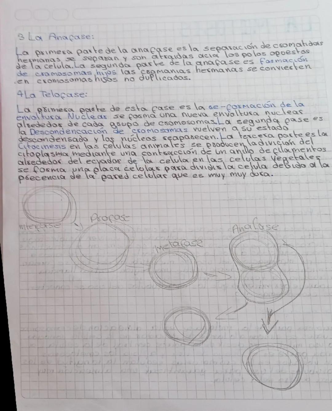 # LA MITOSIS

En biología, la mitosis es un proceso que ocurre en el núcleo de las células eucariotas y que precede inmediatamente a la divi