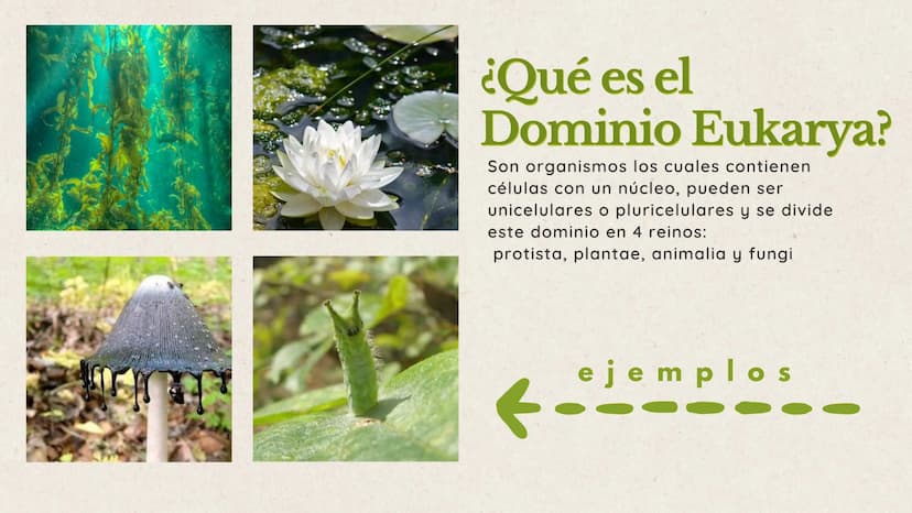 indice
en esta exposición hablaremos sobre 3
puntos importantes que nos apoyaran a
lograr el objetivo de comprender el dominio
eukarya
01. ¿