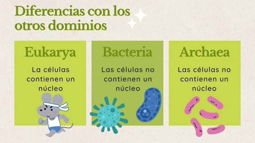 indice
en esta exposición hablaremos sobre 3
puntos importantes que nos apoyaran a
lograr el objetivo de comprender el dominio
eukarya
01. ¿