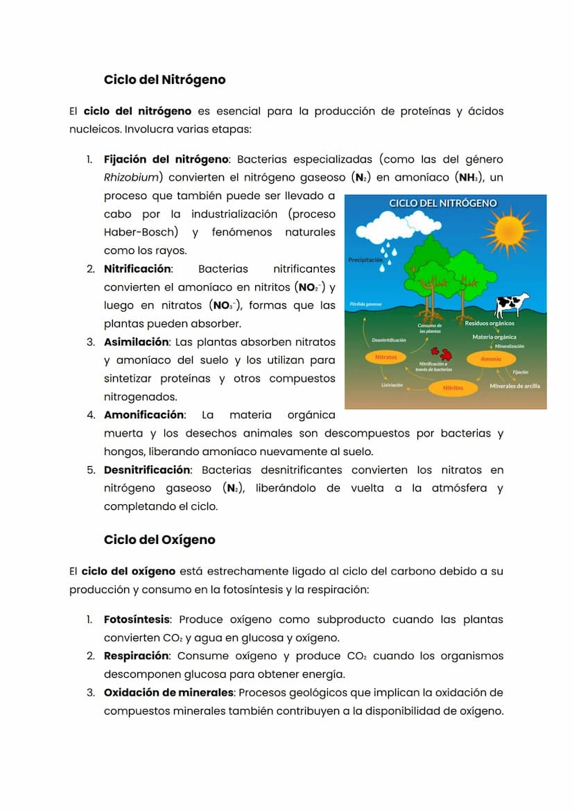 CICLOS BIOGEOQUIMICOS
Los ciclos biogeoquímicos son procesos naturales que reciclan elementos
esenciales y compuestos químicos en diferentes