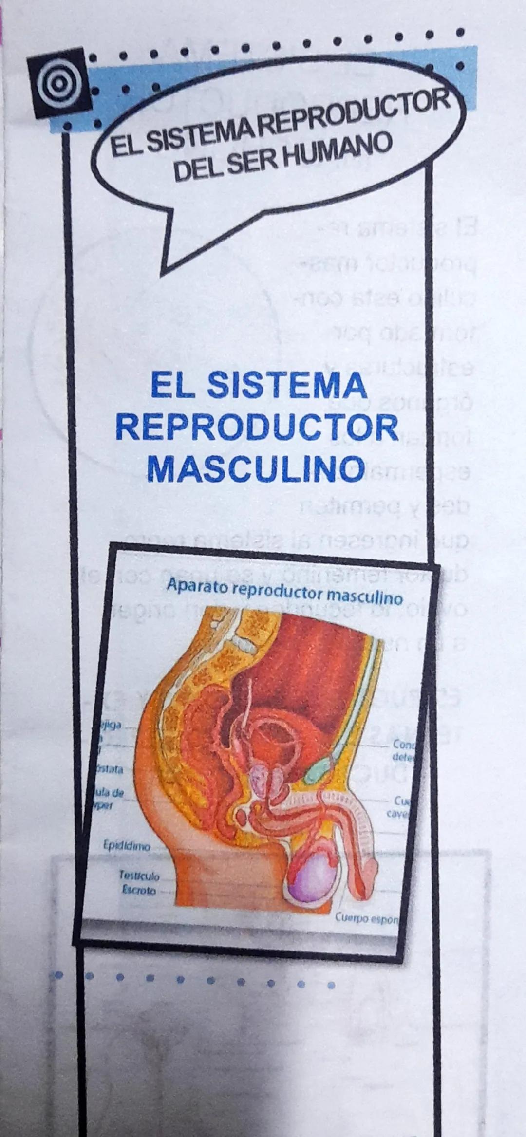 EL SISTEMA REPRODUCTOR
DEL SER HUMANO
EL SISTEMA
REPRODUCTOR
MASCULINO
Aparato reproductor masculino
egno
eiga
Cond
deter
Ostata
ula de
pe